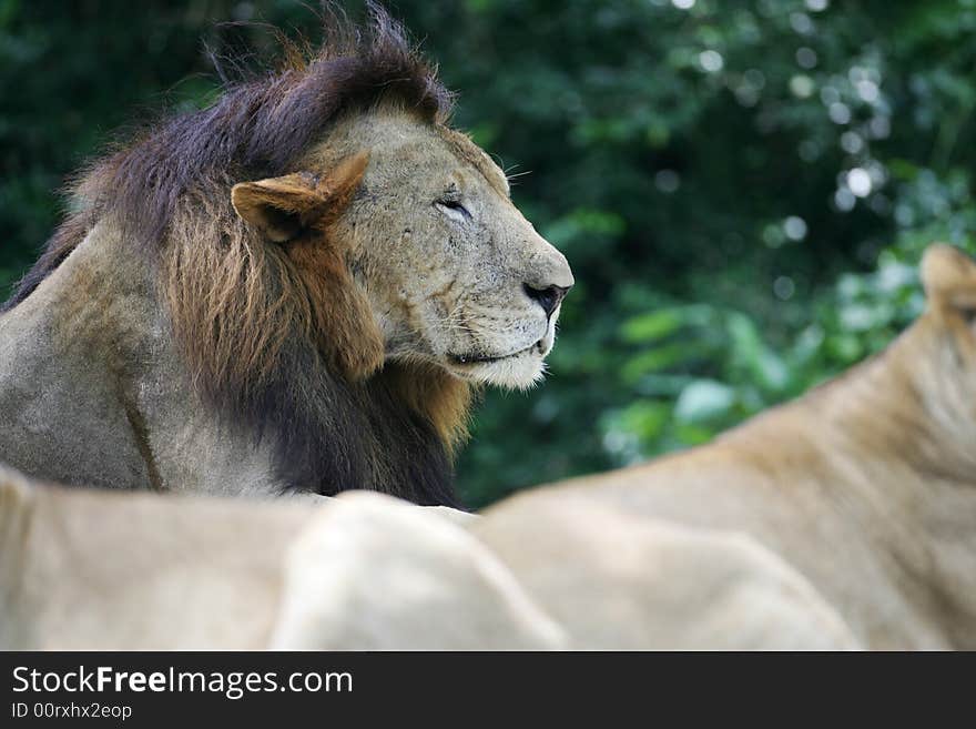 A shot of a pride of African Lions