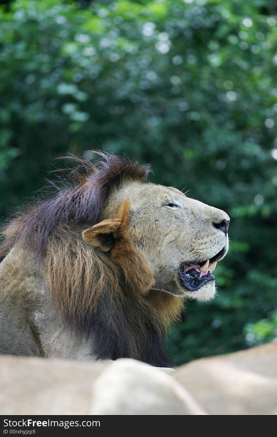 A shot of a pride of African Lions