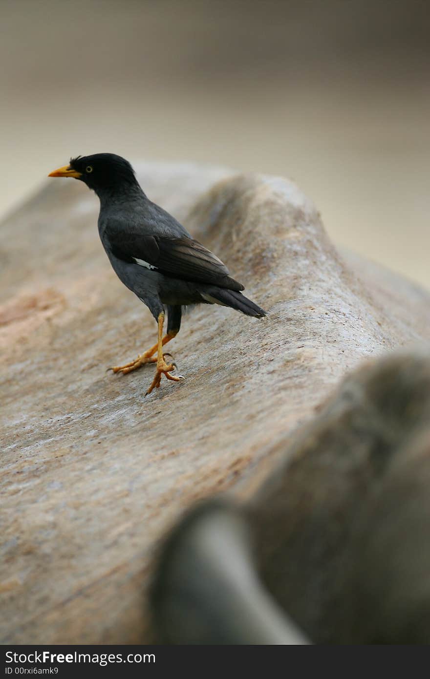 A shot of a blackbird picking at the hide of an African White Rhino