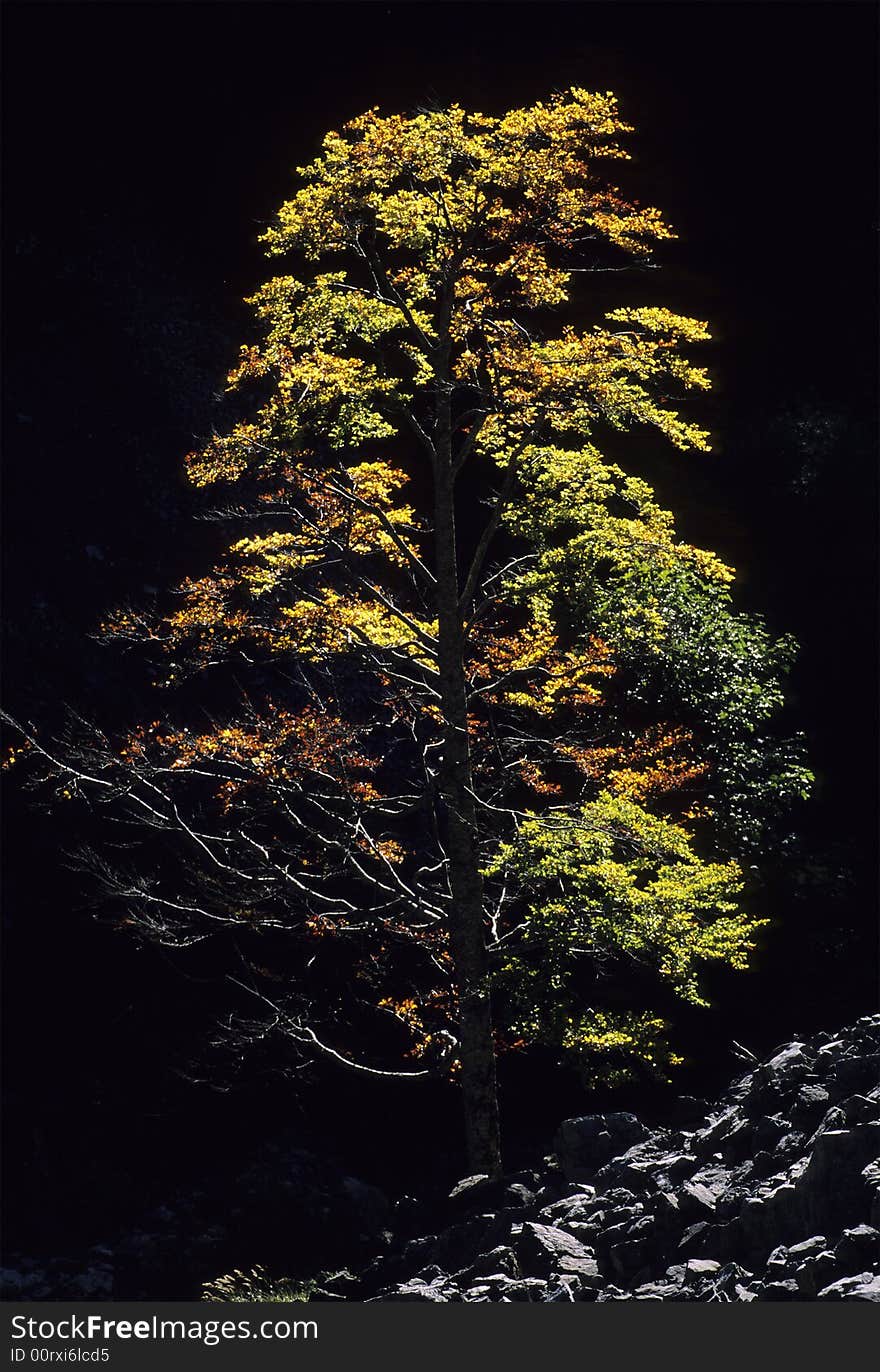 The vibrant colours of a mountain beech at first autumn; black background. The vibrant colours of a mountain beech at first autumn; black background