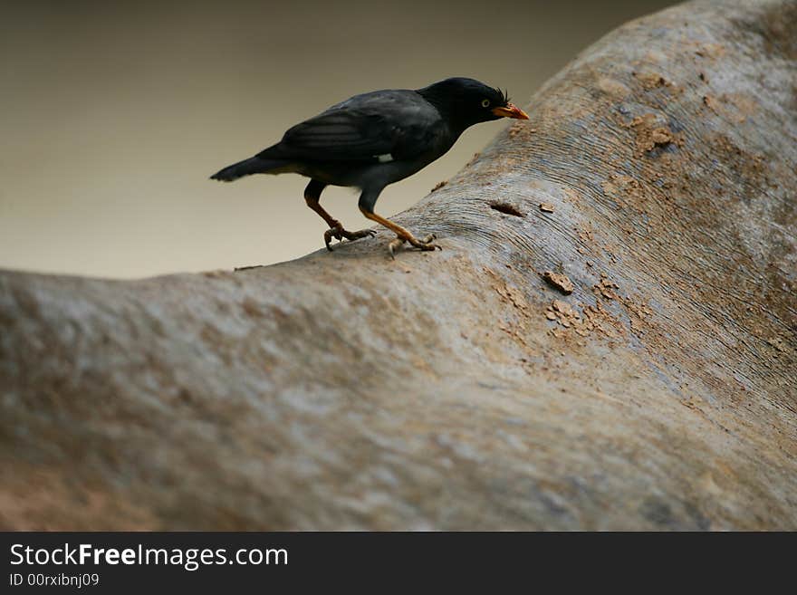 A shot of a blackbird picking at the hide of an African White Rhino