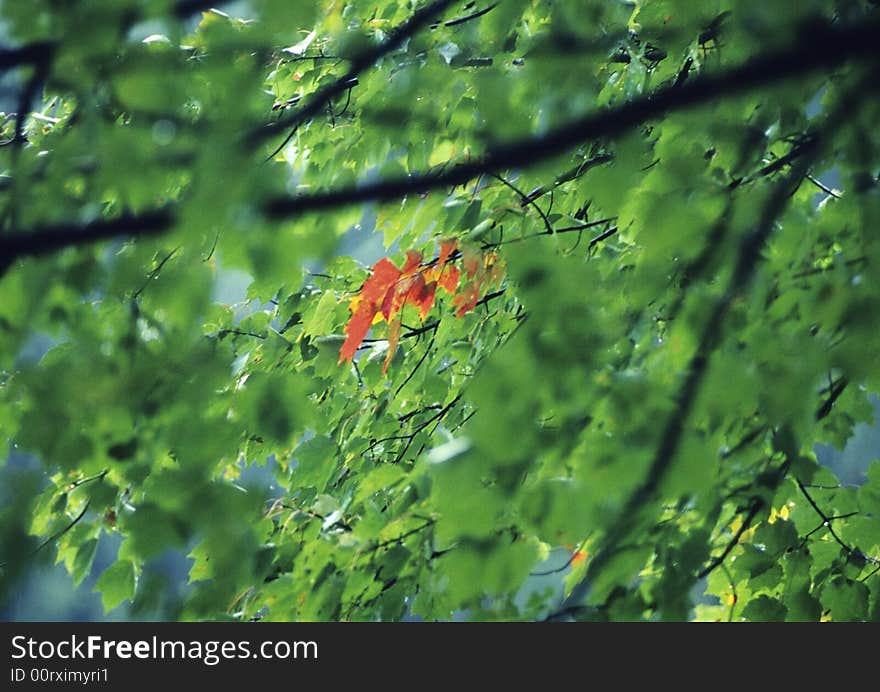 A branch of red leaves announces the arrive of autumn season. A branch of red leaves announces the arrive of autumn season