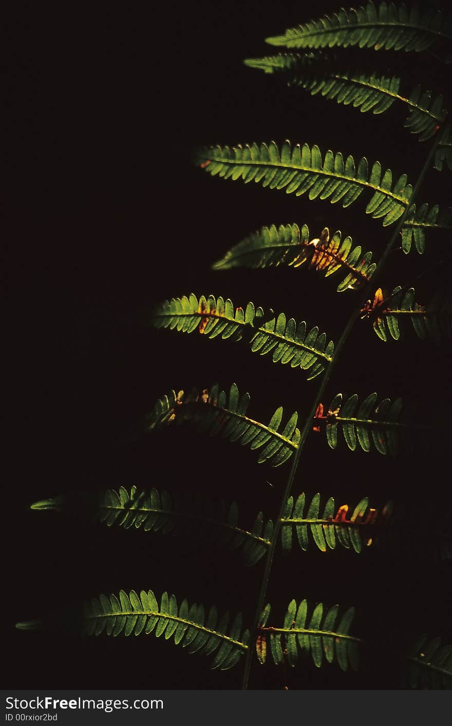 Close-up photo of fern leaves isolated over black background. Scan film source. Close-up photo of fern leaves isolated over black background. Scan film source