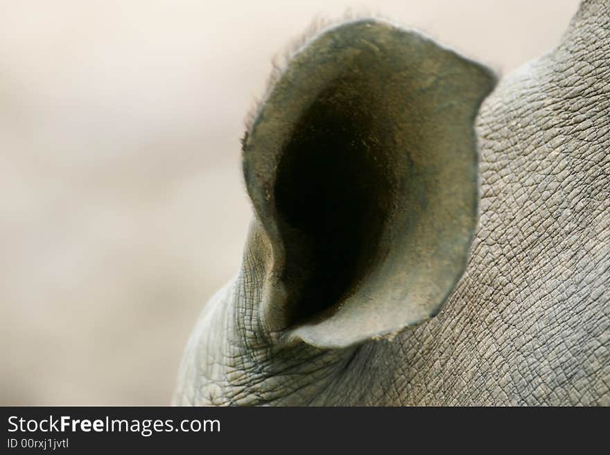 A shot of an African White Rhino