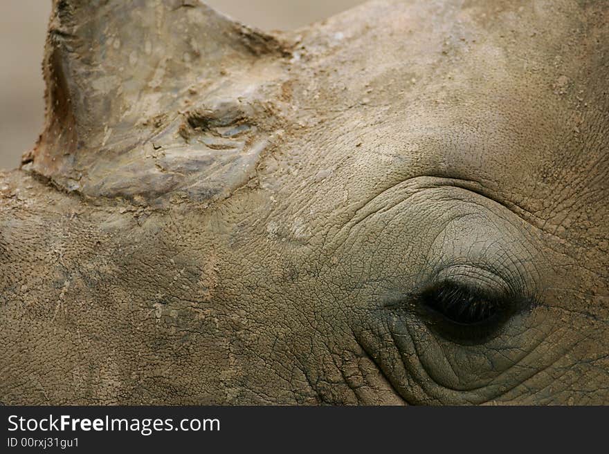 A shot of an African White Rhino