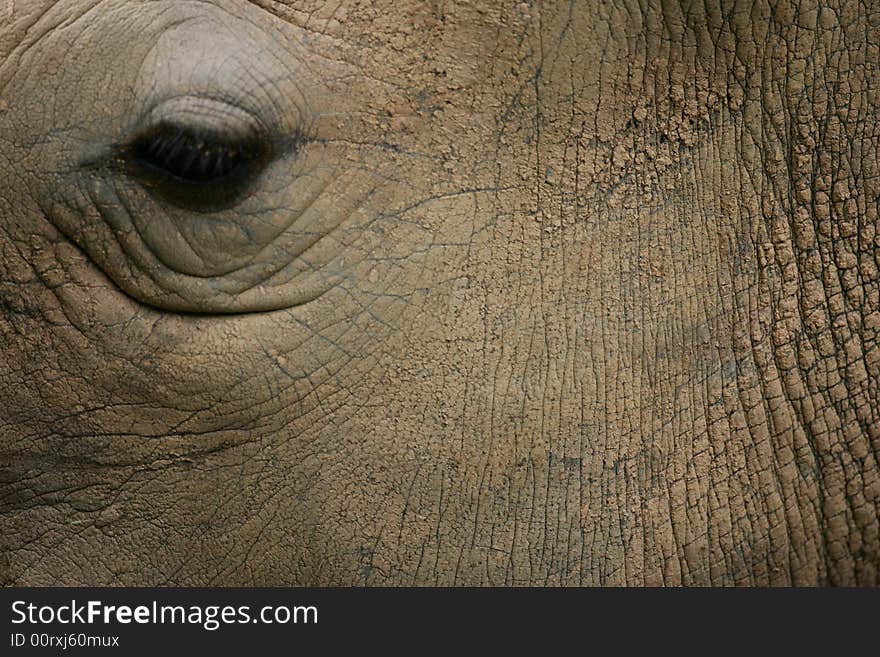 A shot of an African White Rhino