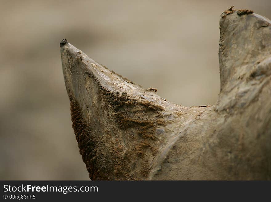 A shot of an African White Rhino