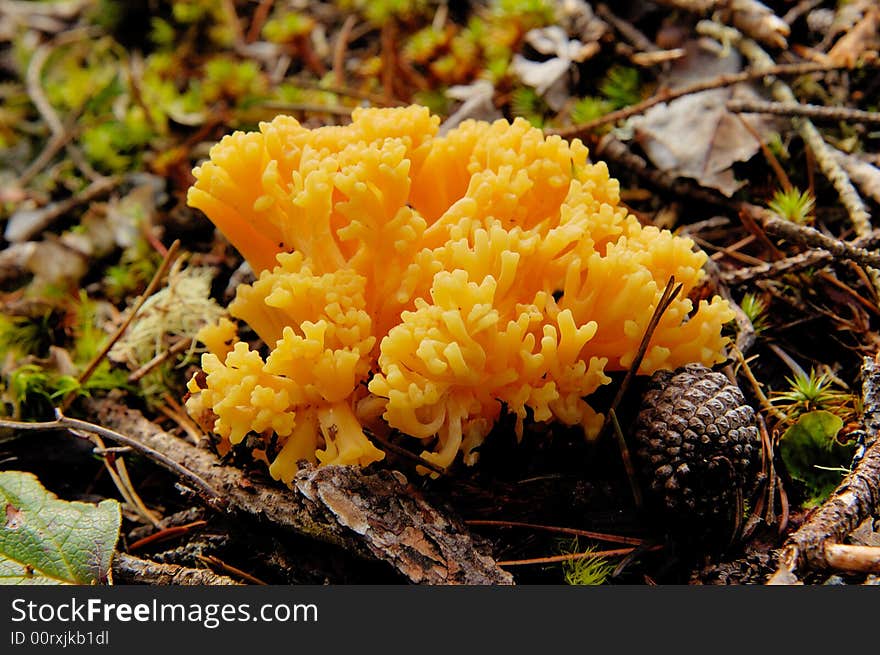 Orange mushrooms growing on moss near pine cone