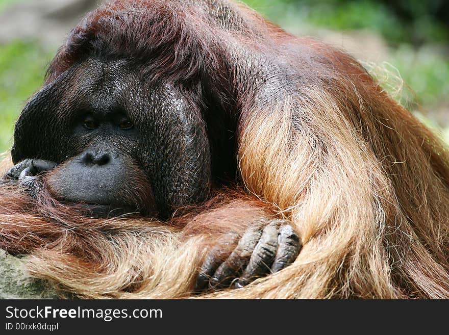 A shot of a male orangutan up close. A shot of a male orangutan up close