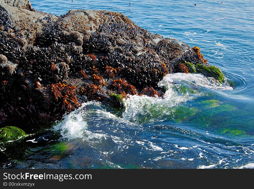 Rocks with sea grass