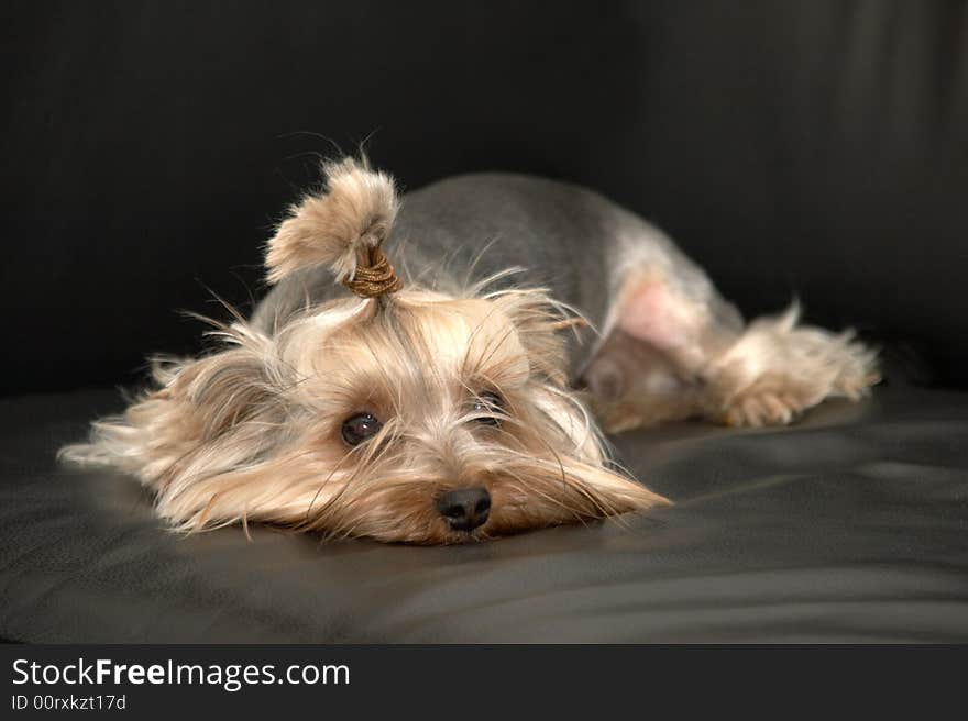 Yorkshire terrier on a black background