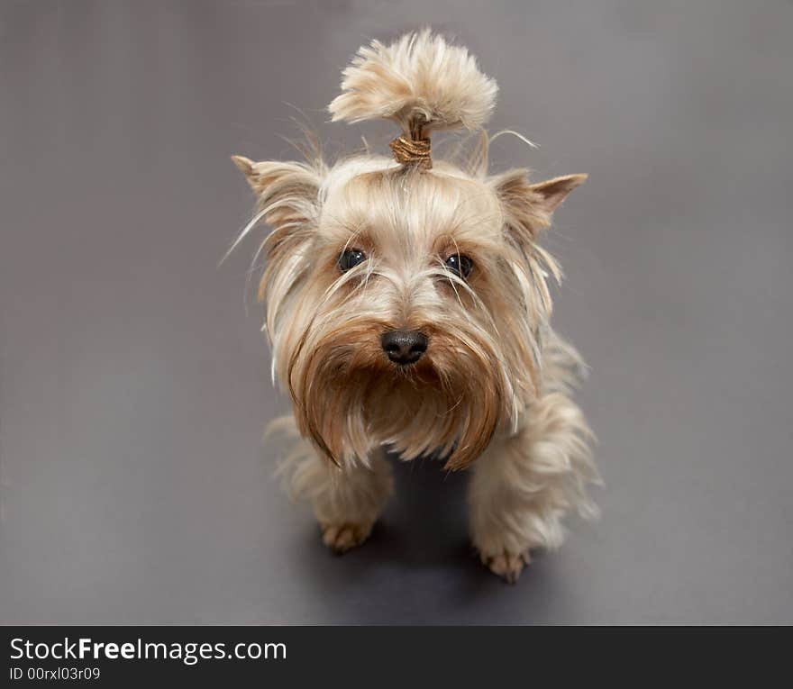 Yorkshire terrier on a gray background