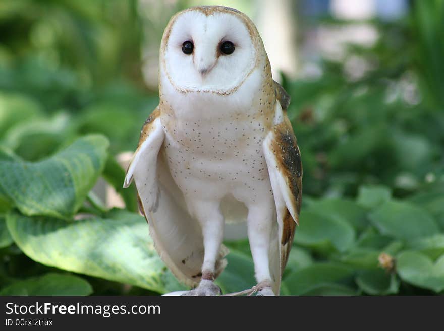 Barn Owl