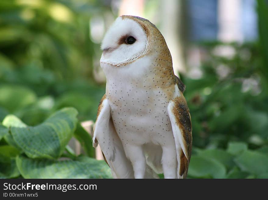 Barn Owl