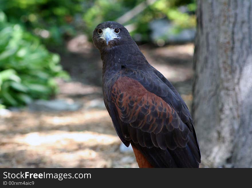 Image of a hawk looking into the camera