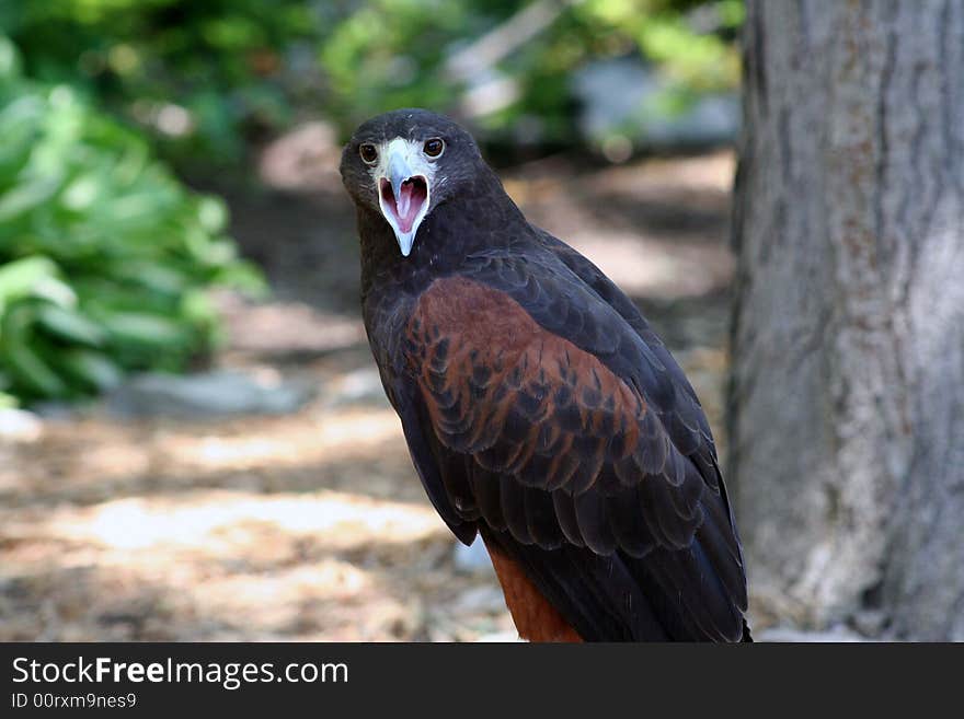 Image of a hawk looking into the camera