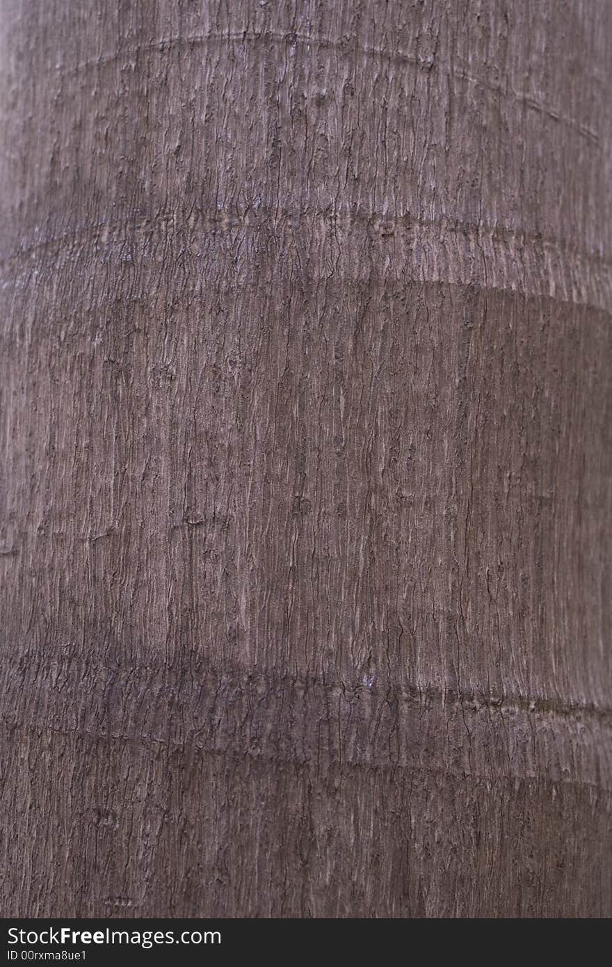 A close-up of a the bark of a tree. A close-up of a the bark of a tree