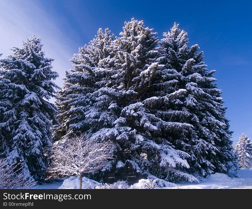 Frosted Evergreens & Blue Sky