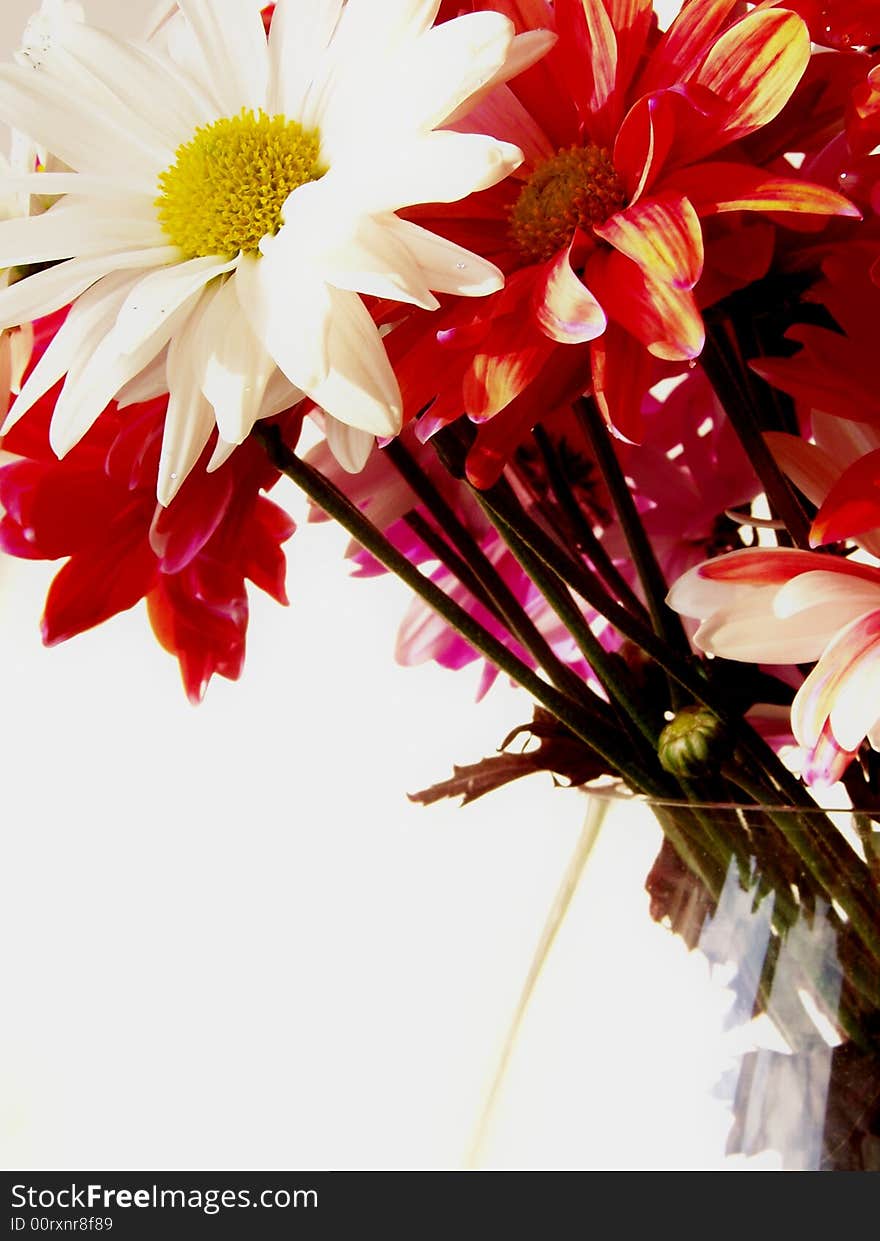 Bouquet of red, white and pink daisies in a glass vase, lit by sunlight, on a white background. Bouquet of red, white and pink daisies in a glass vase, lit by sunlight, on a white background.