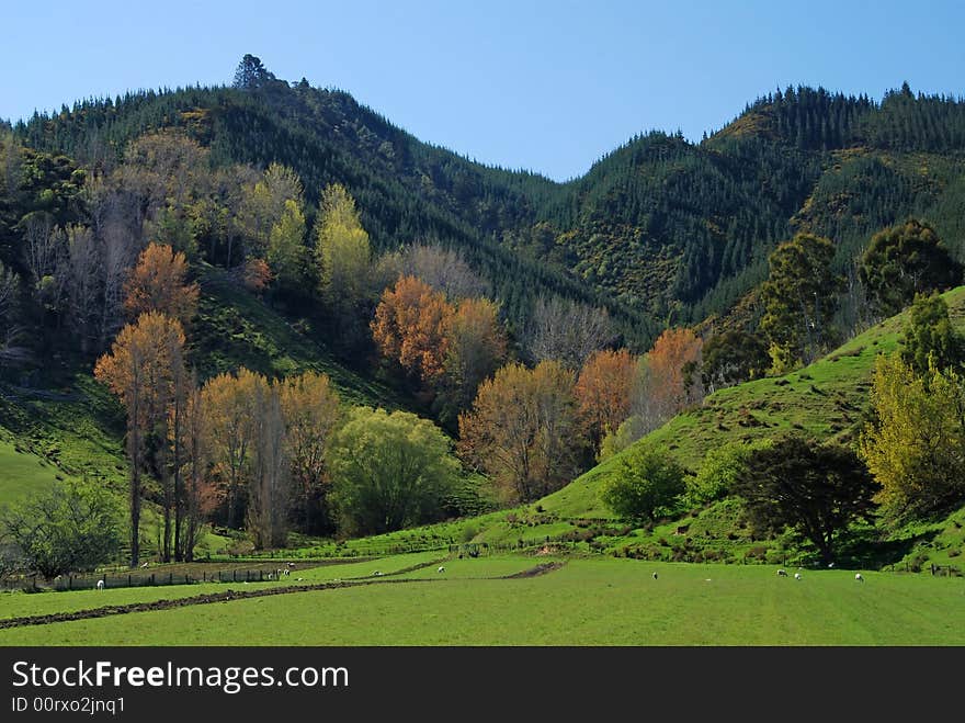 The warm colours of the trees contrast against the vivid green of the pastures in this hilly, rural scene in the north of New Zealand's south island. The warm colours of the trees contrast against the vivid green of the pastures in this hilly, rural scene in the north of New Zealand's south island