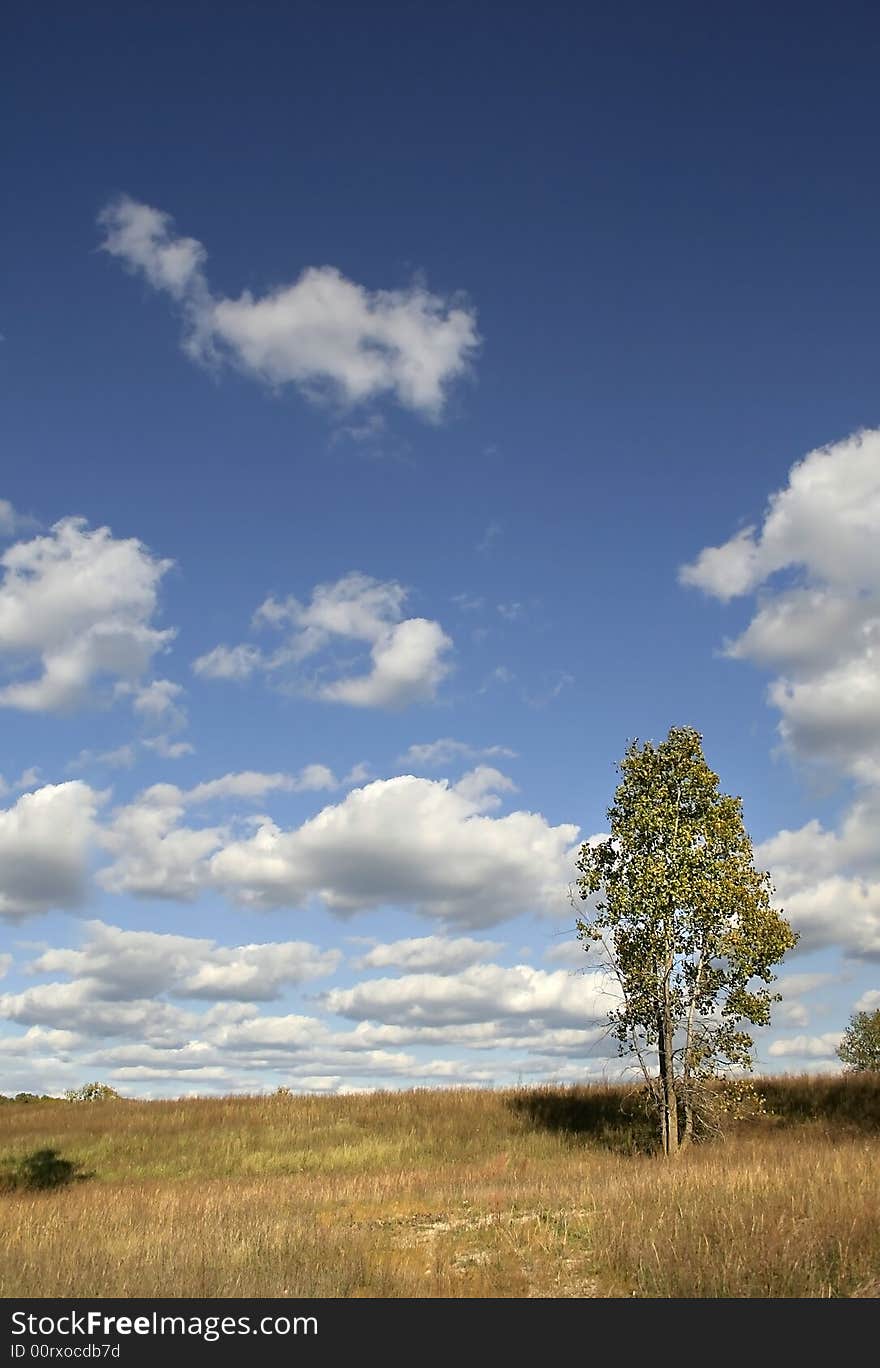 Single Tree With Cloudy Skies