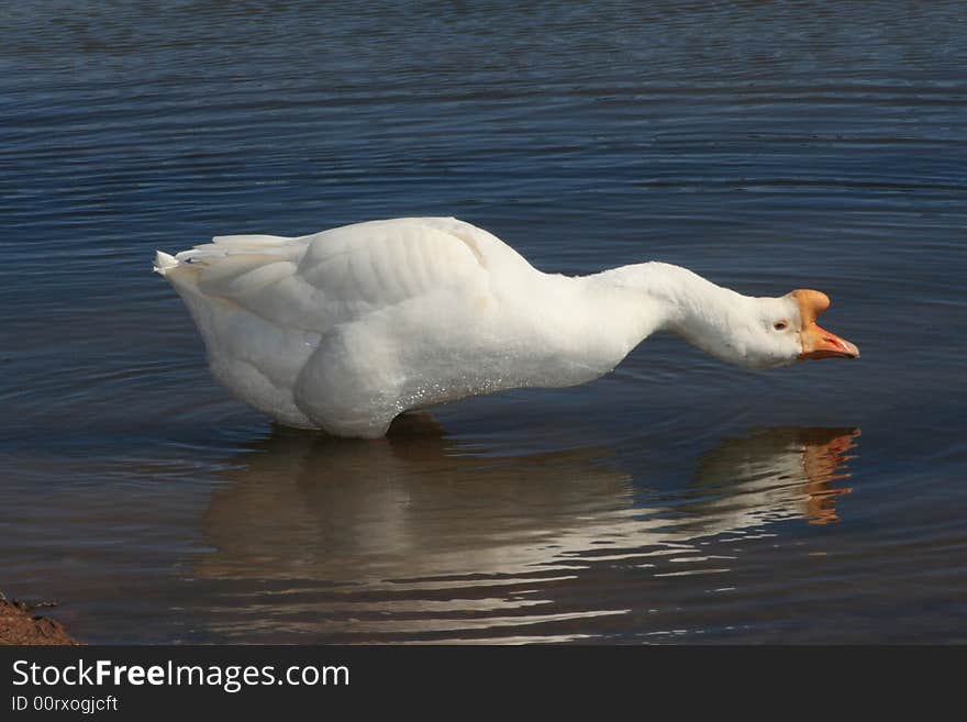 Male goose reflection