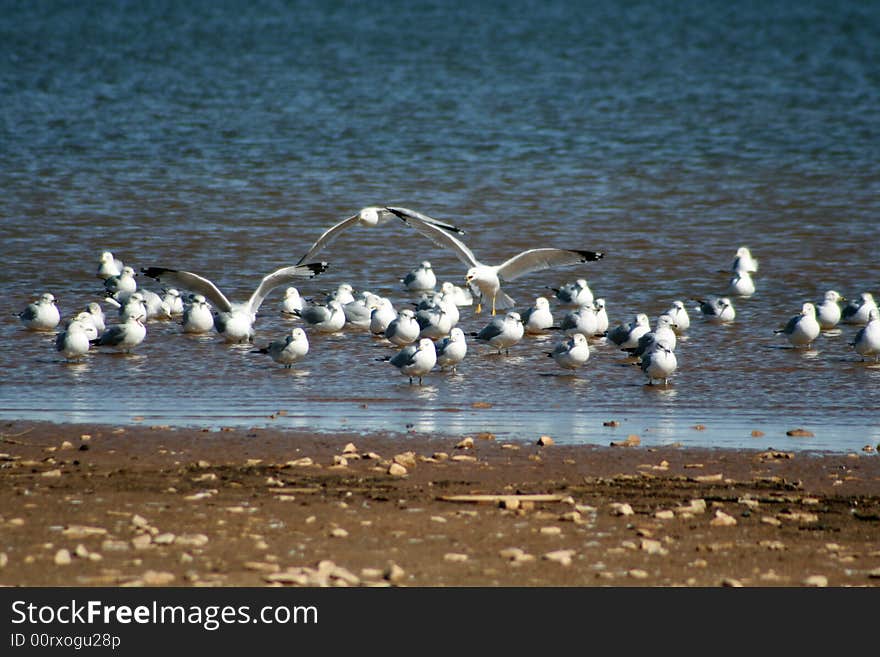 Seagulls gathering on a beach in the winter