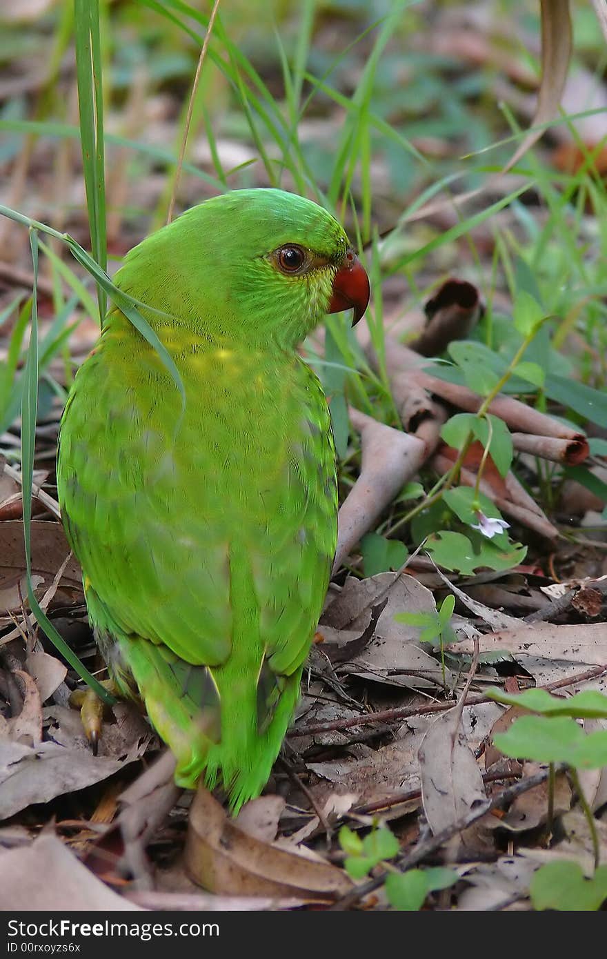 A small Australian parrot in it's natural habitat. A small Australian parrot in it's natural habitat