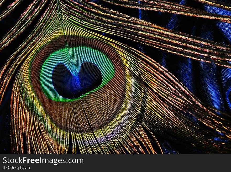 Peacock feather