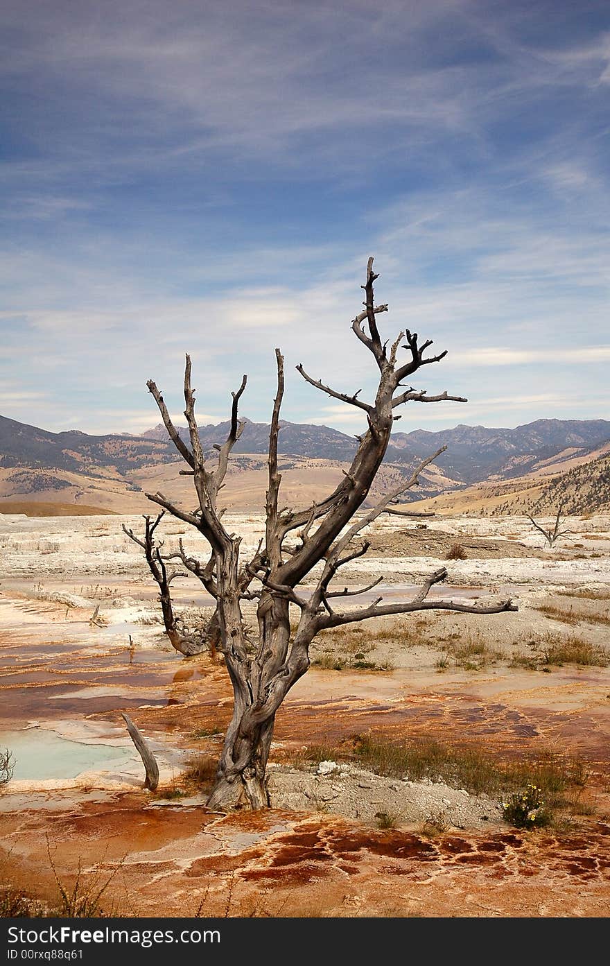 Dead Tree