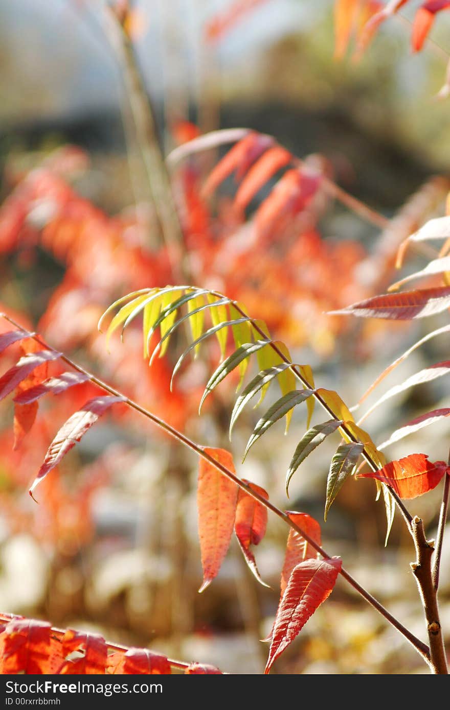 Maple tree with red leaf in Beijing.