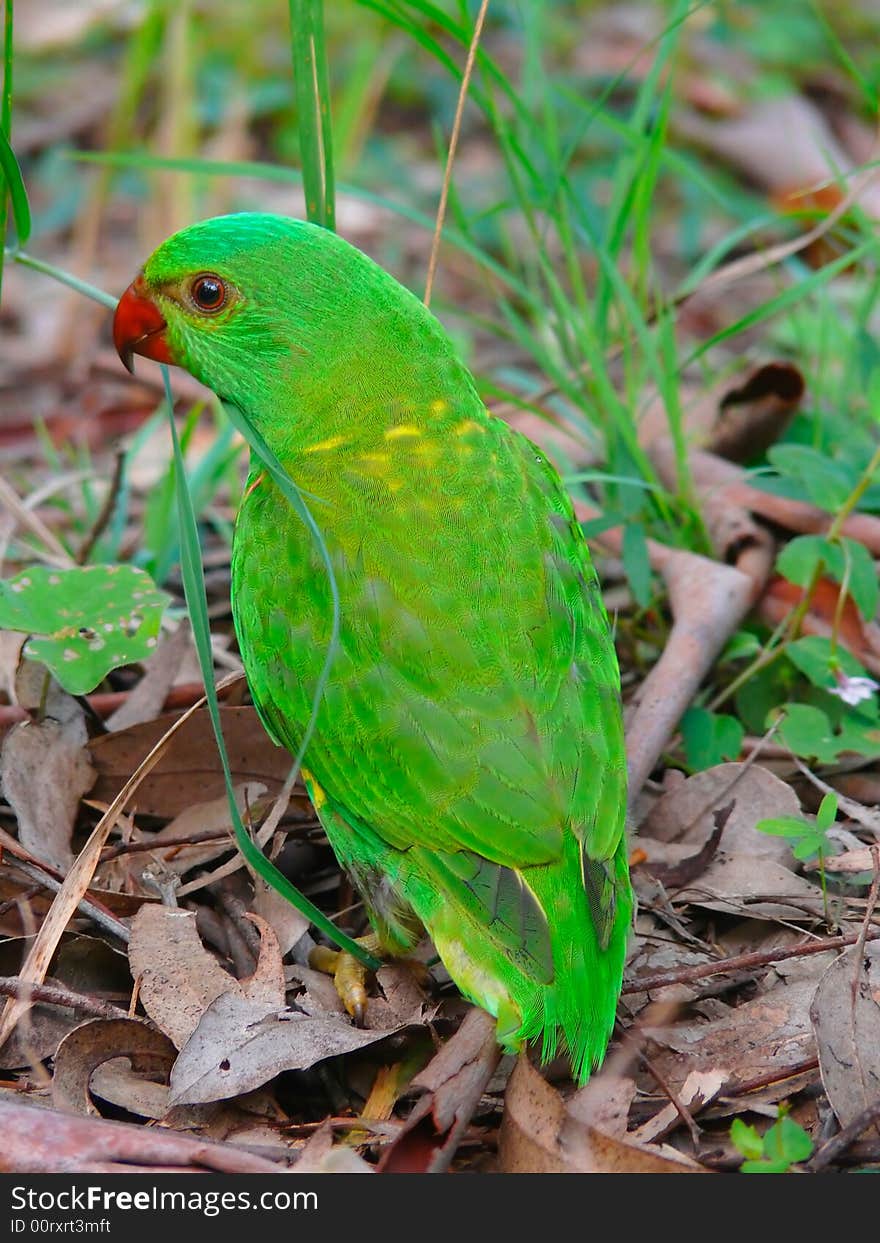 Green Parrot