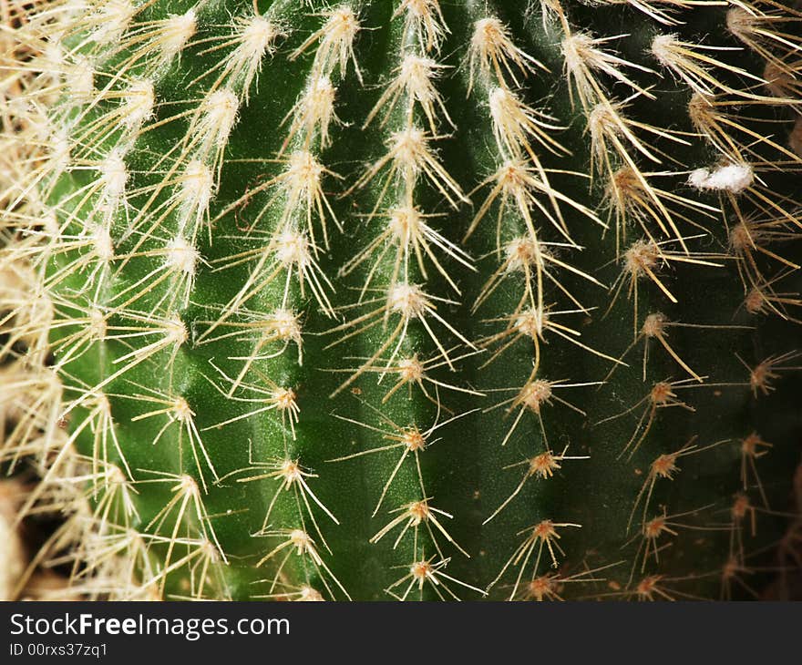 Cactus Plant