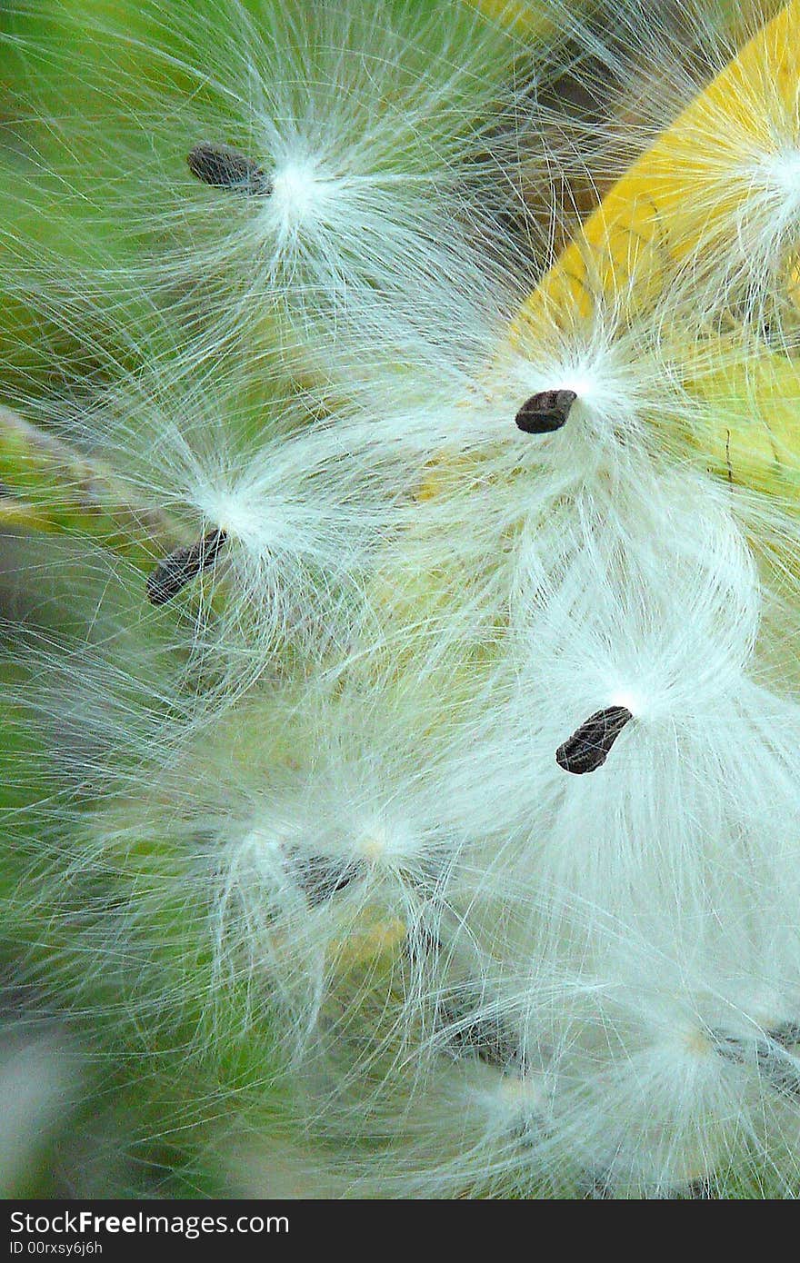 Close up view of thistle seeds attached to their feathery parachutes waiting for the wind to carry them off. Close up view of thistle seeds attached to their feathery parachutes waiting for the wind to carry them off