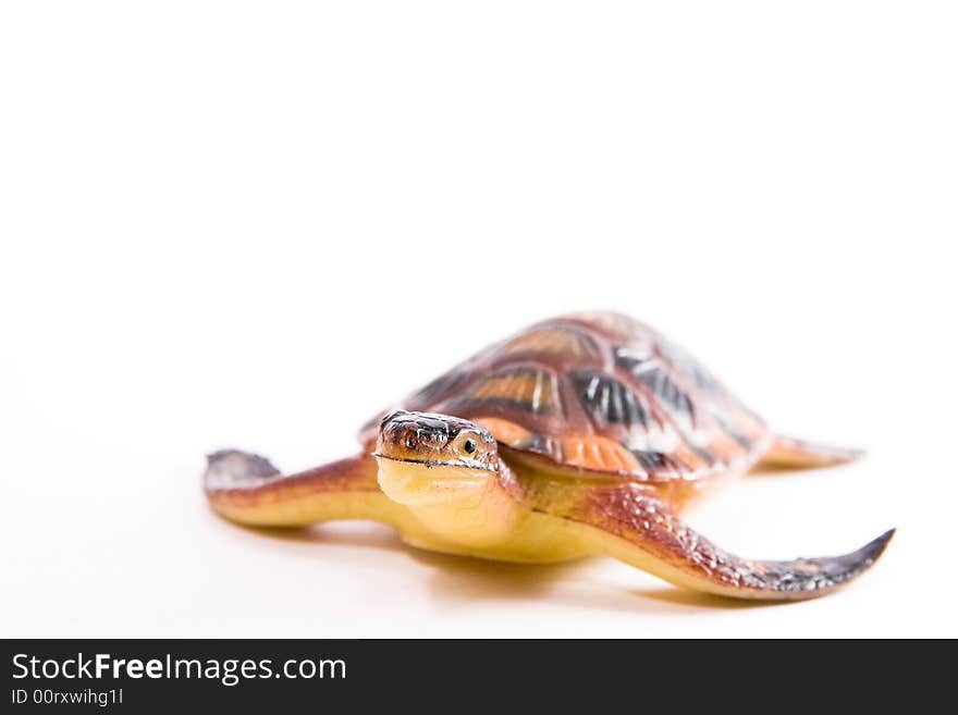 Single turtle figure toy macro white background