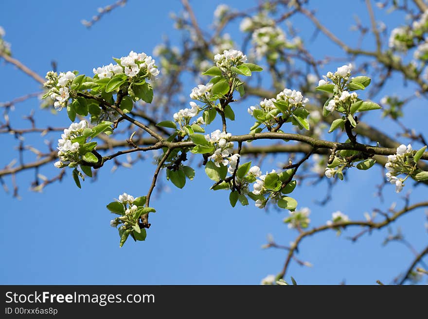 Blooming tree branch against clear blue sky. Blooming tree branch against clear blue sky.