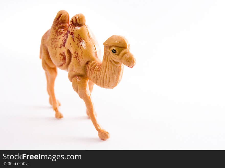 Camel