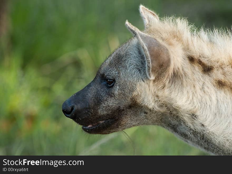 Profile shot of a female hyena in a Southern African reserve. Profile shot of a female hyena in a Southern African reserve.