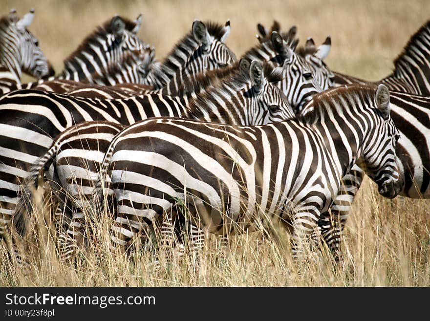 Zebra in the grass of the Masai Mara Reserve (Kenya). Zebra in the grass of the Masai Mara Reserve (Kenya)