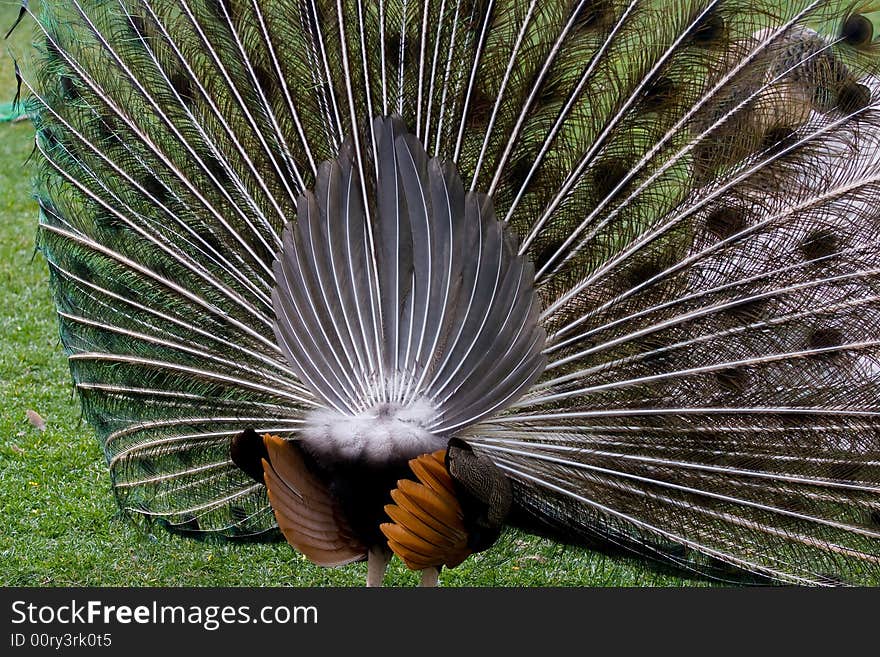 The term peafowl can refer to the two species of bird in the genus Pavo of the pheasant family, Phasianidae. They are best known for the male's extravagant tail, which it displays as part of courtship.