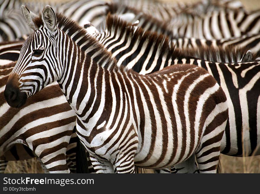 Zebra in the grass of the Masai Mara Reserve (Kenya). Zebra in the grass of the Masai Mara Reserve (Kenya)