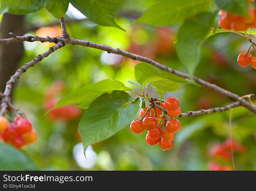 Ripe cherry