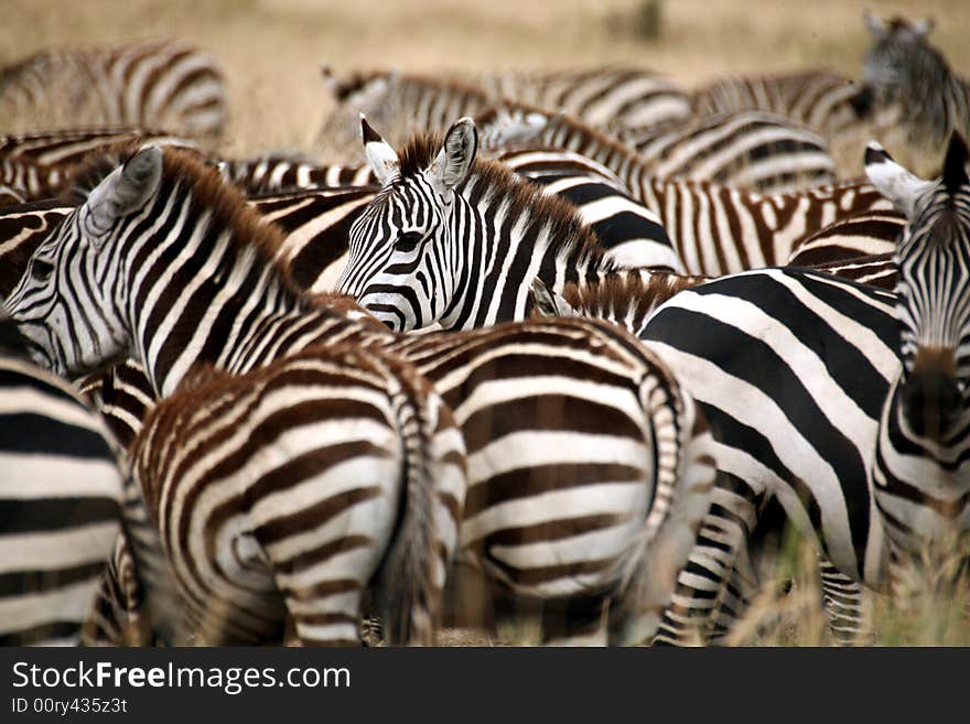 Zebra in the grass of the Masai Mara Reserve (Kenya). Zebra in the grass of the Masai Mara Reserve (Kenya)