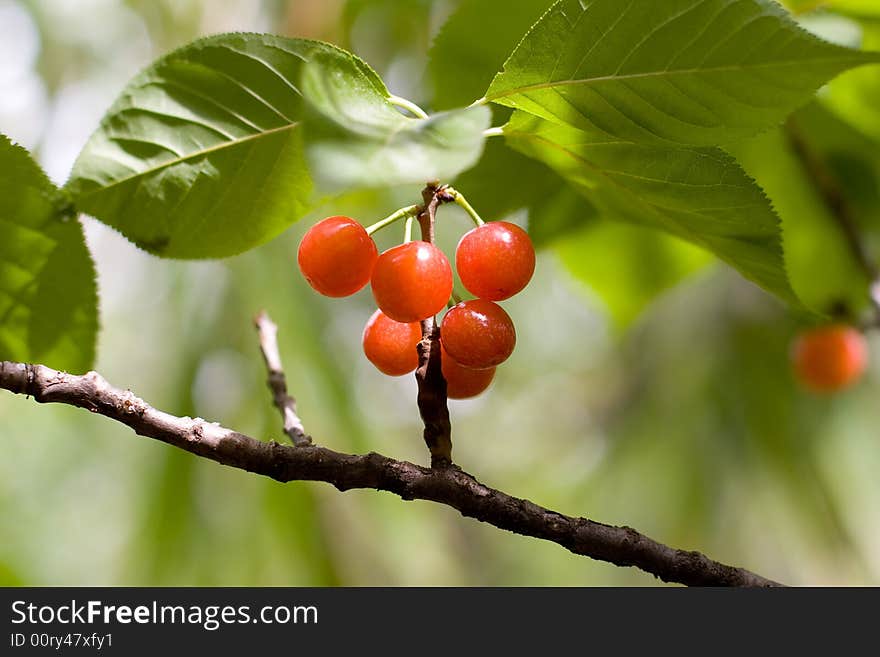 Ripe Cherry