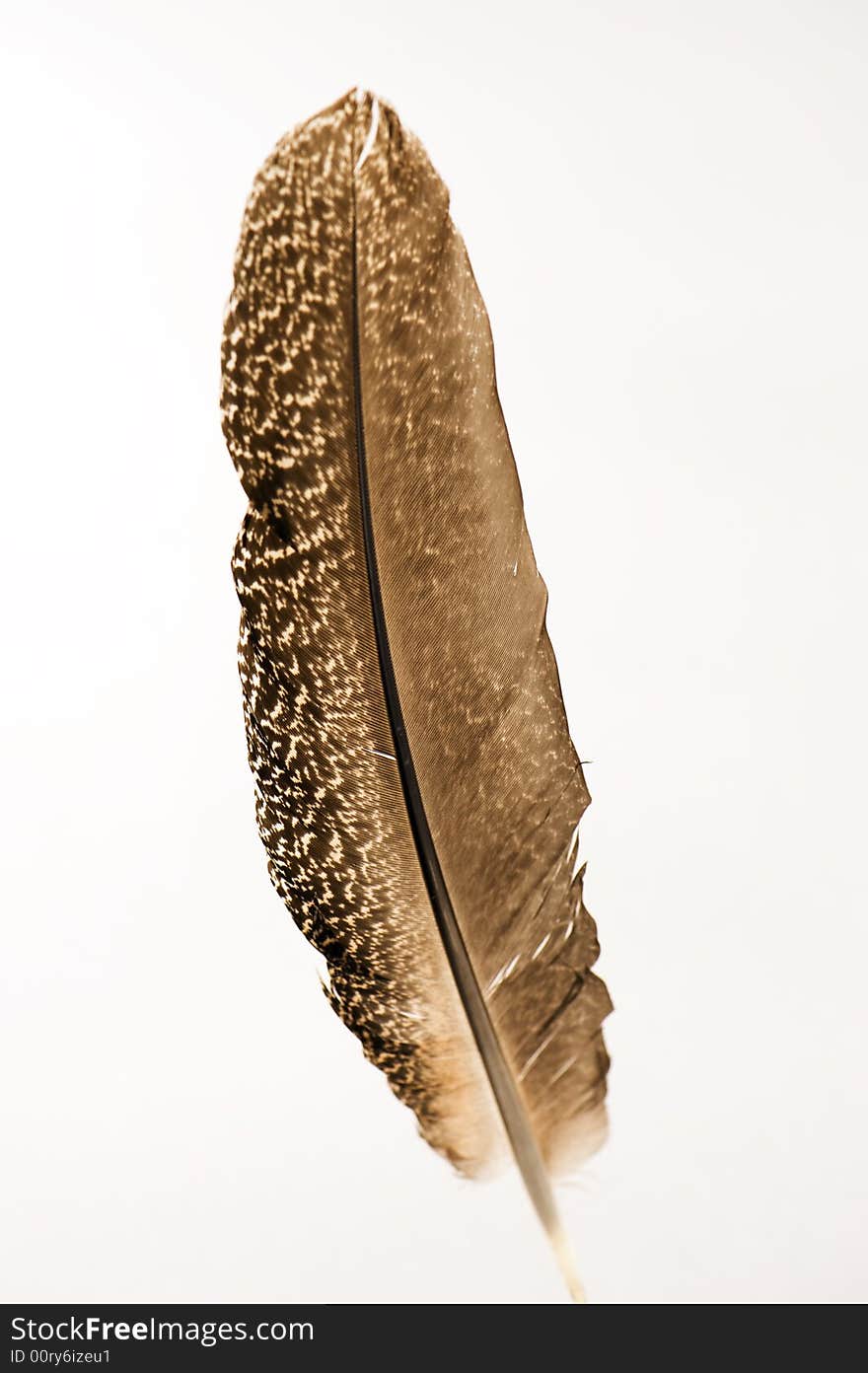 Bird feather 2