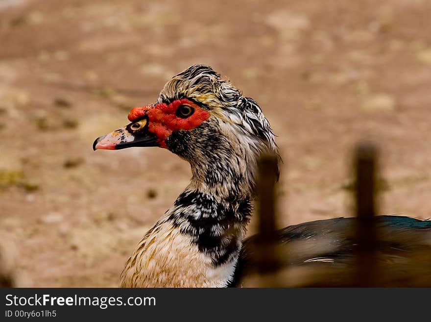 Close up to look at a duck