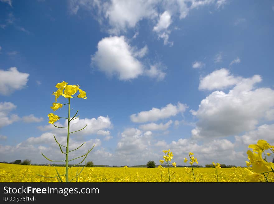 Rape flower with blue and cloudy sky. Rape flower with blue and cloudy sky.