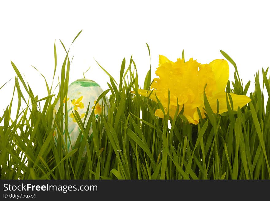 Easter egg and daffodil in green fresh grass. Taken on a clean white background.