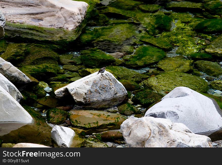 A bird stand a stone,a stone in the water. A bird stand a stone,a stone in the water