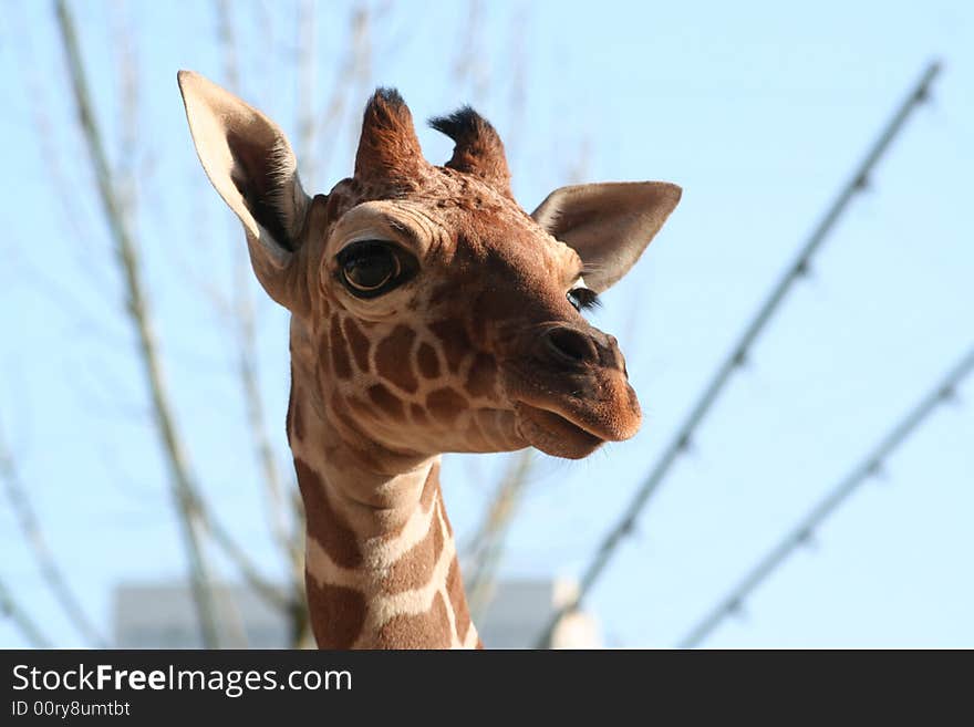 Young giraffe